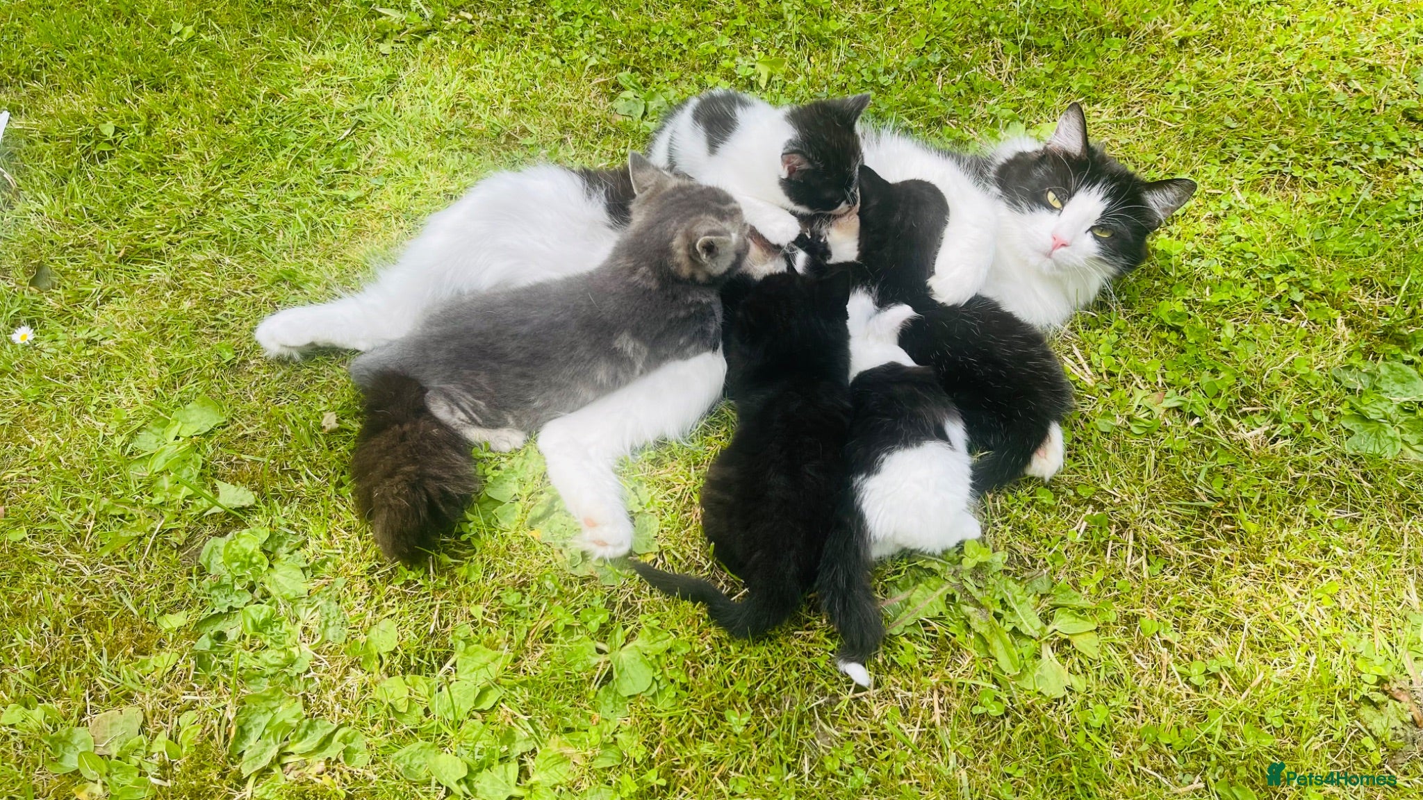 Mixed Breed cats Kittens for sale ,mixed breed, wonderful behaviour - Advert 1
