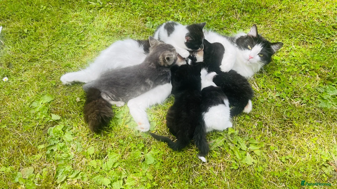 Mixed Breed cats for sale: Kittens for sale ,mixed breed, wonderful behaviour - Advert 2
