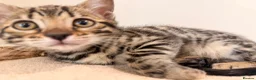 Bengal cats for sale: 🌟 Stunning Female Bengal Kittens Available! 🌟 - Advert 4