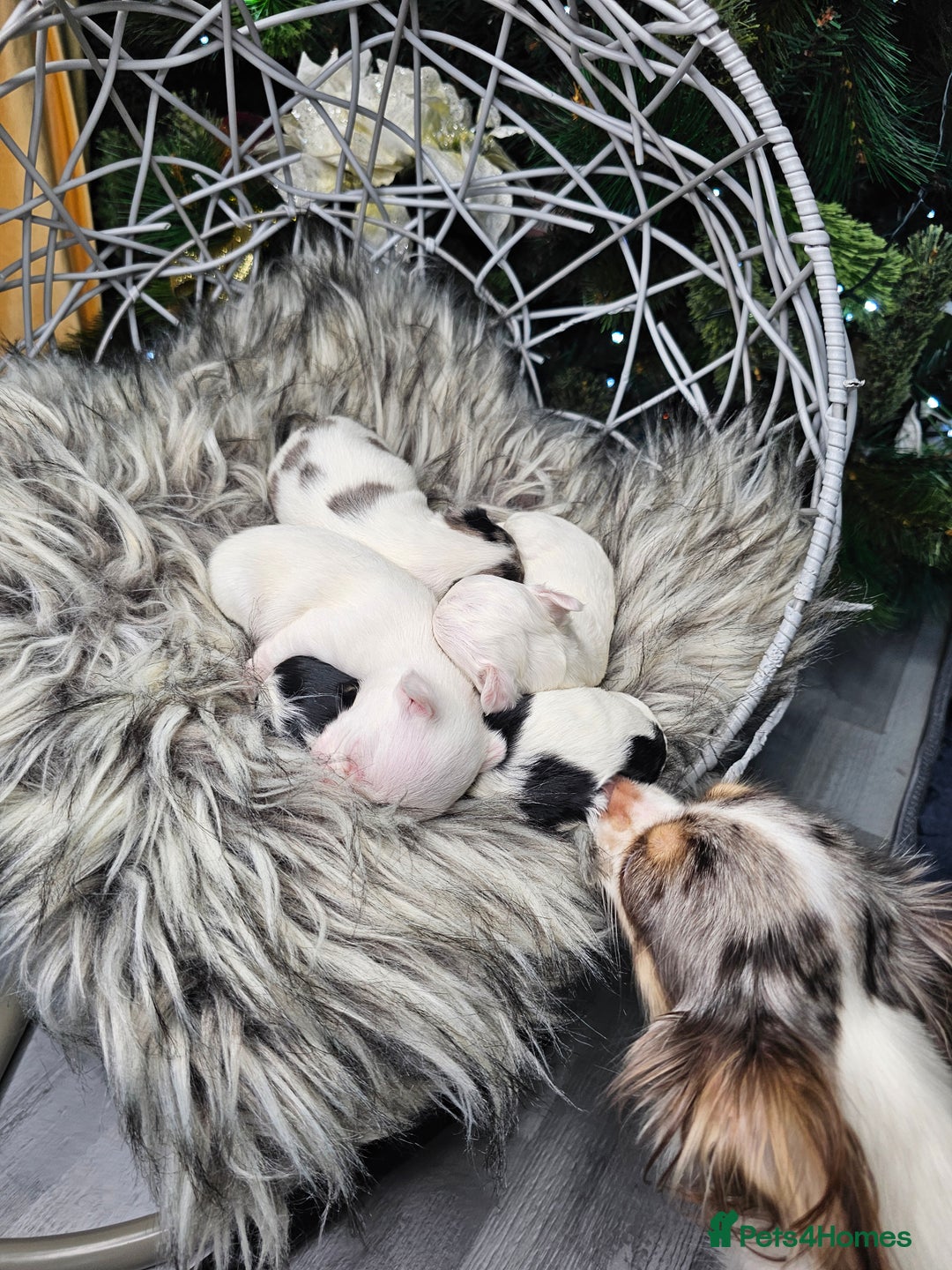 Chihuahua dogs for sale: Russian Chihuahua  - Advert 2