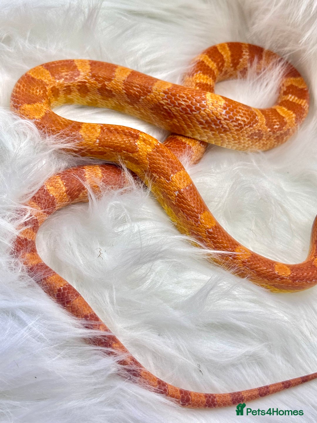 Corn Snake reptiles for sale: Adult Orange Corn Snake - Advert 6