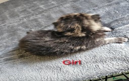 Maine Coon cats for sale: Beautiful Maine Coon cross kittens - Image 2