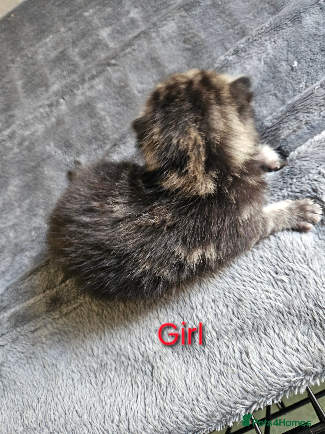 Maine Coon cats for sale: Beautiful Maine Coon cross kittens - Image 2