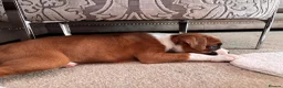 Boxer dogs for sale: Female Boxer Puppy - Advert 5