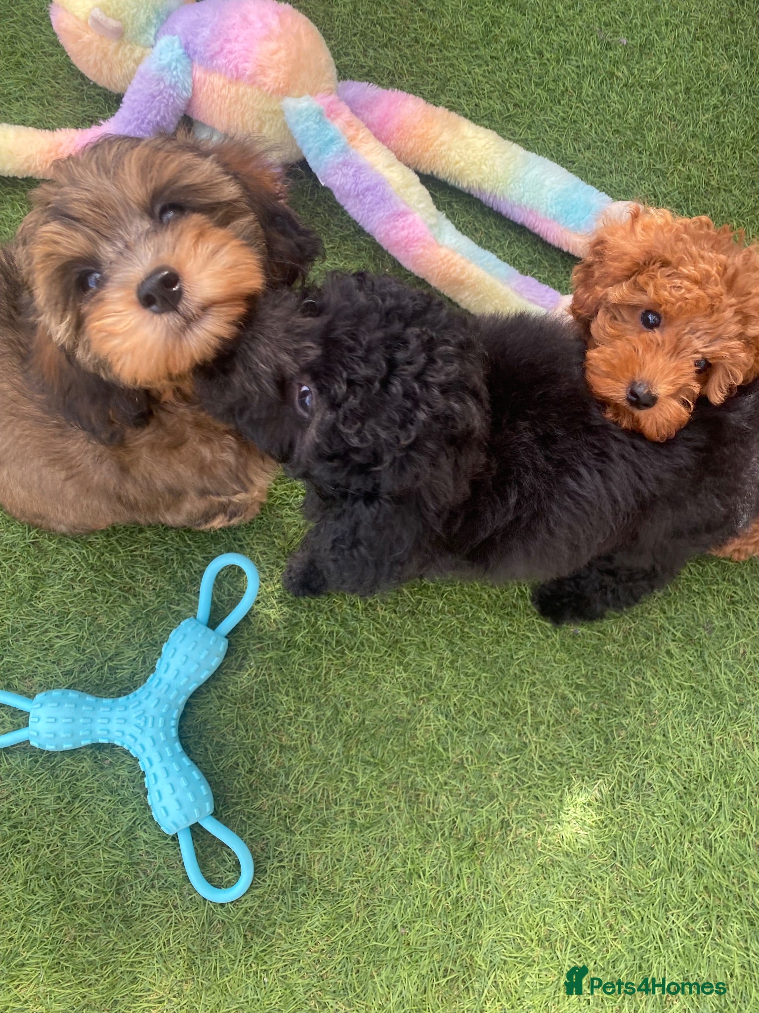 Cavapoo dogs Stunning toy-Cavapoo fully DNA tested parent   - Advert 14