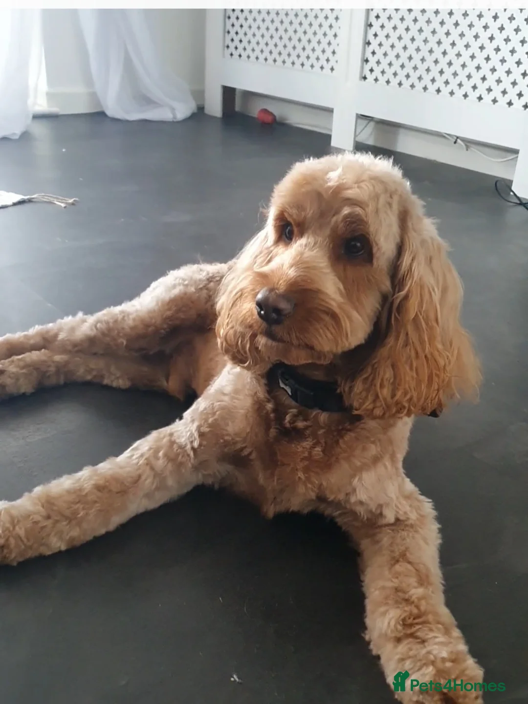 Cockapoo dogs for stud: Proven DNA tested red F1 Cockapoo Charlie for Stud in Milton Keynes - Advert 16