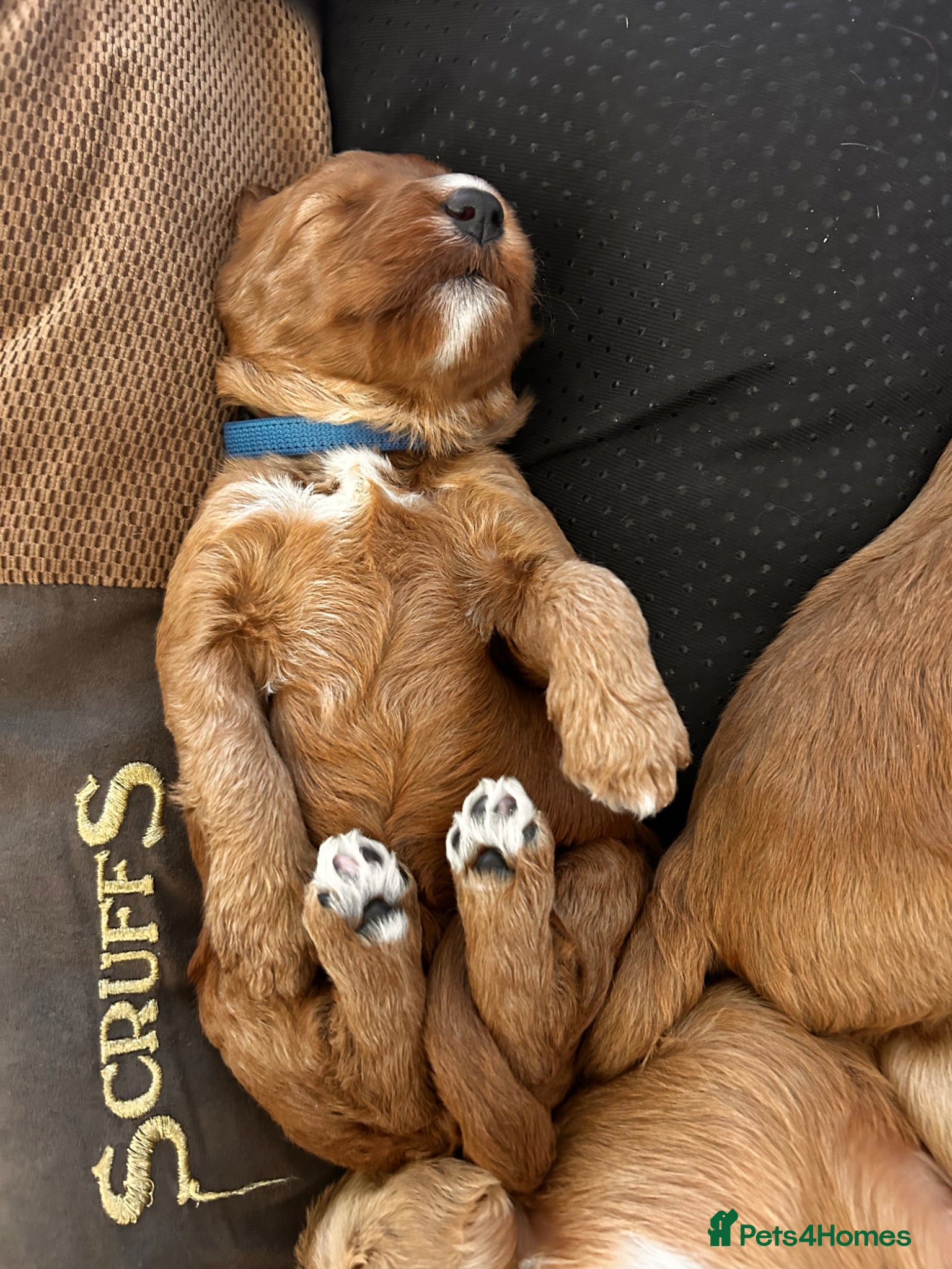 Australian Labradoodle dogs for sale: Australian labradoodle puppies  - Advert 15