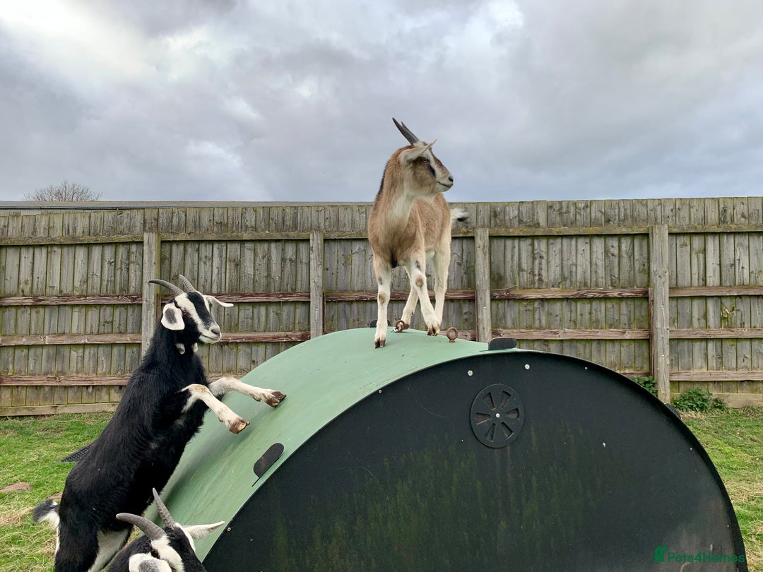 Goats livestock for sale: Nanny goat  - Image 4