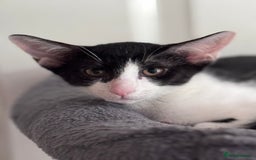 Mixed Breed cats for sale: Ready now! Oriental x British shorthair kittens - Image 36