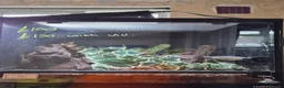 Mixed Breed reptiles for sale: Reptile collection up for sale - Advert 11