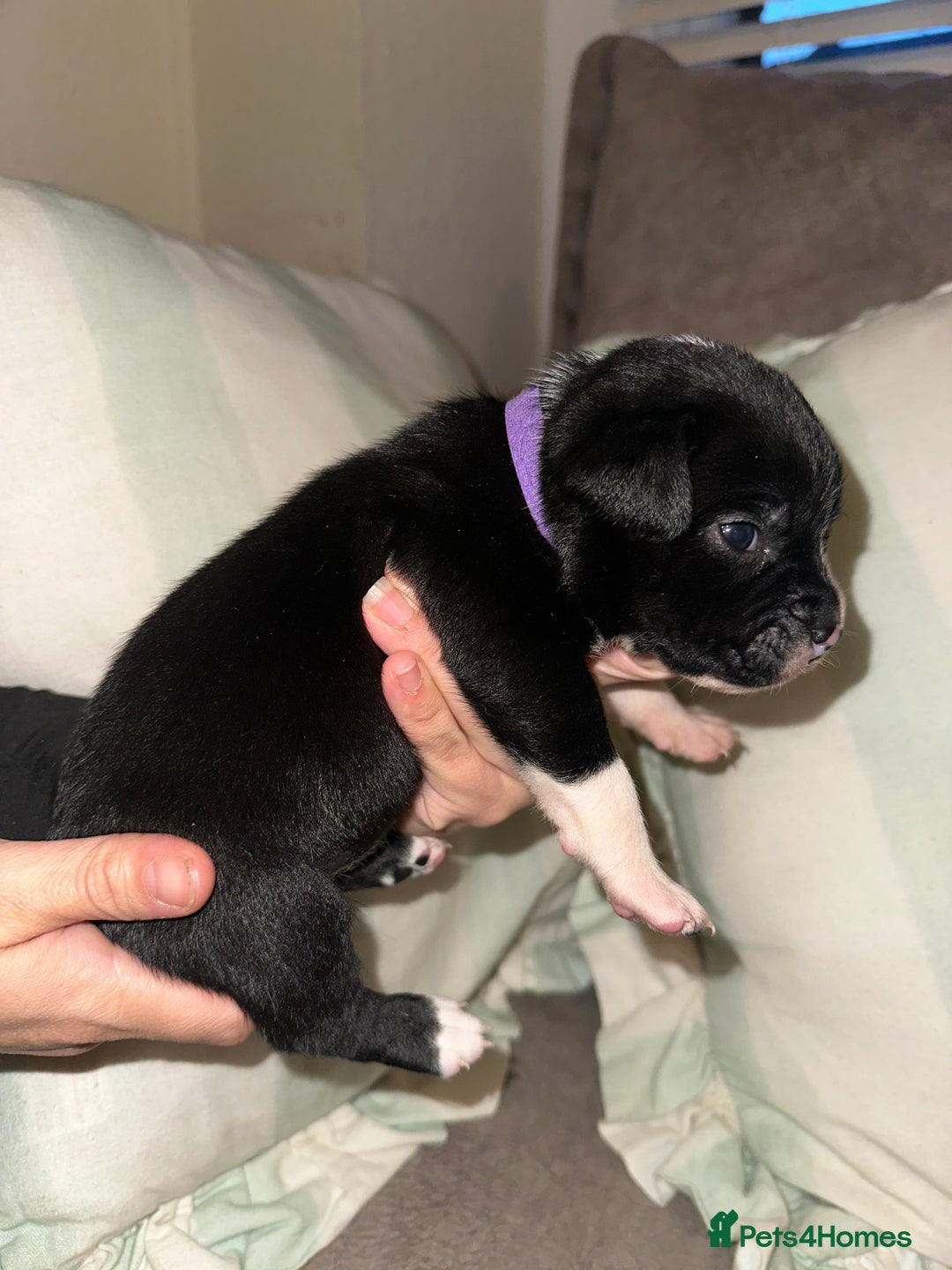 Mixed Breed dogs for sale: Olde English Bulldogge/Staffy bull Collie mix - Image 18