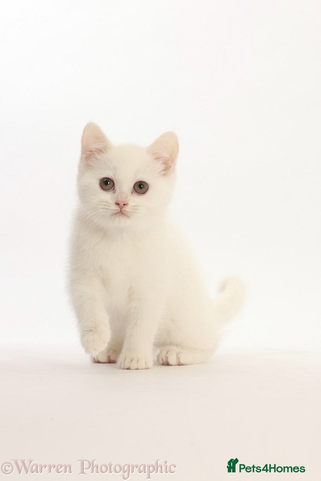 British Shorthair cats for sale: Adorable British Babies  - Advert 2
