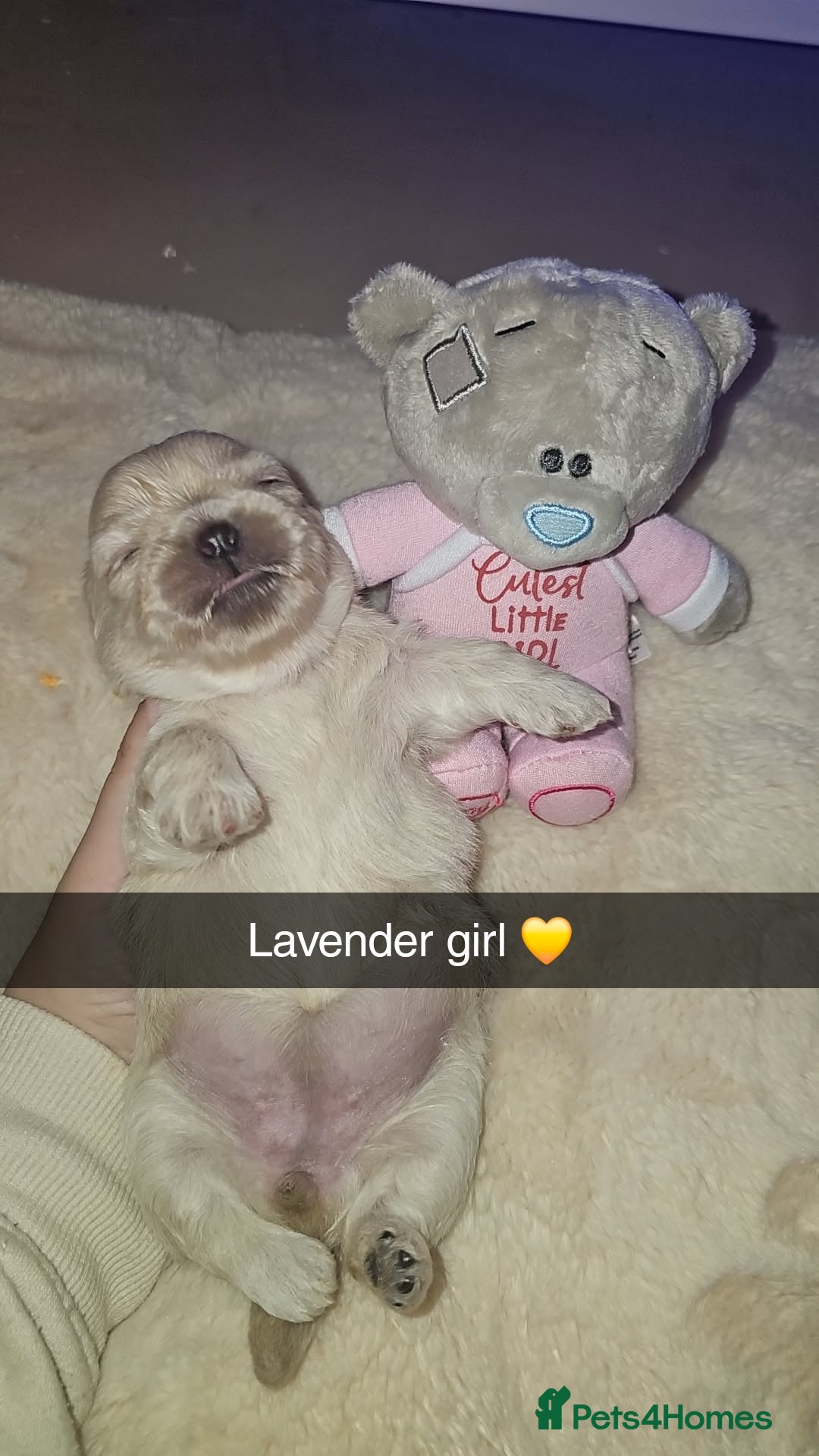 Shih Tzu dogs for sale: Imperial shih tzu puppies  - Image 2