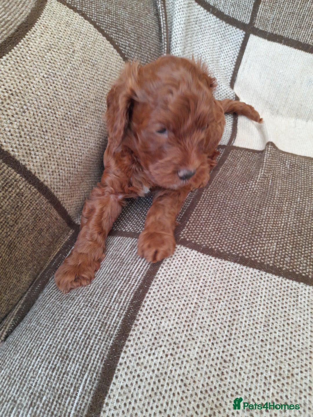 Cockapoo dogs for sale: COCKAPOO - Image 1