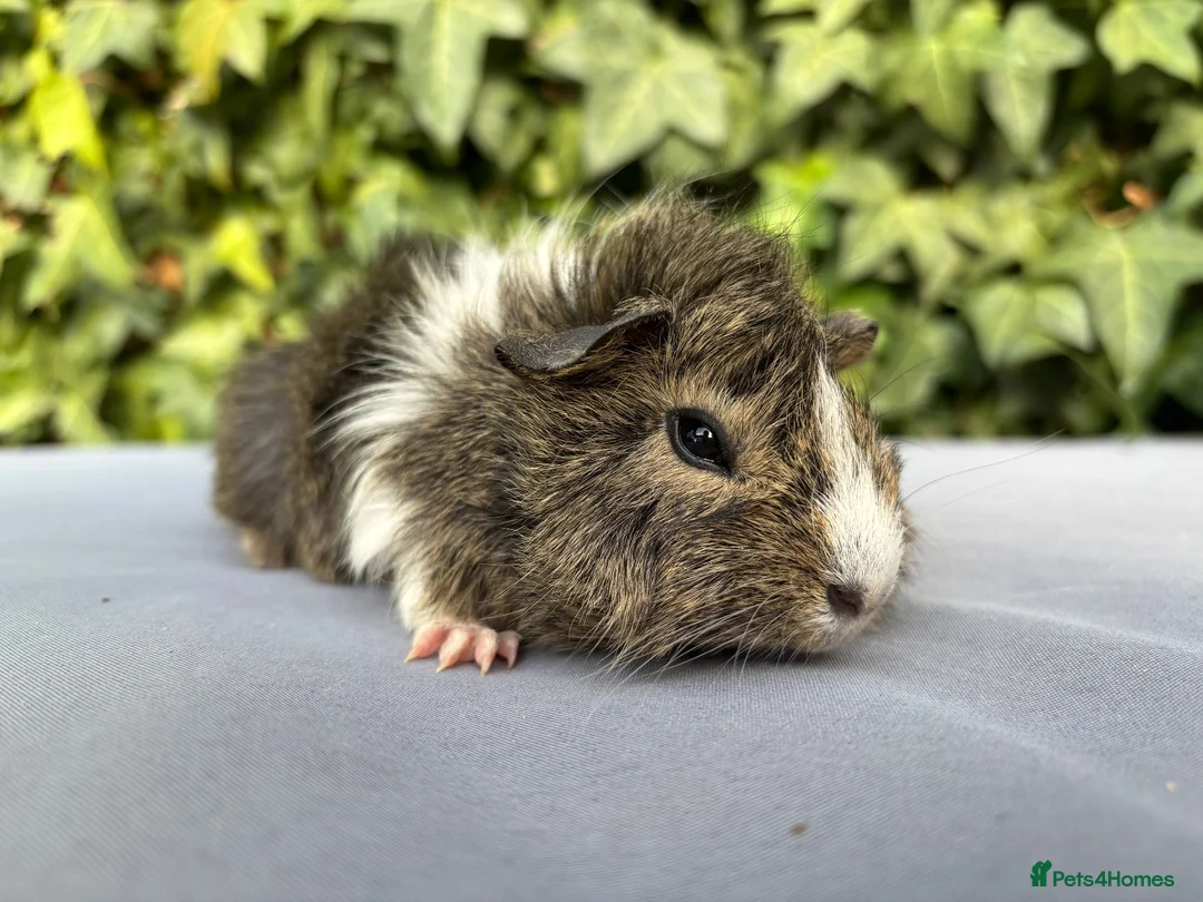 Guinea Pig rodents for sale: Beautiful Chutney  - Advert 2