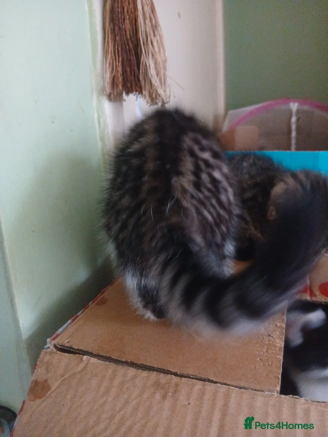 Bengal cats for sale: Beautiful mixed bengal kittens - Advert 13