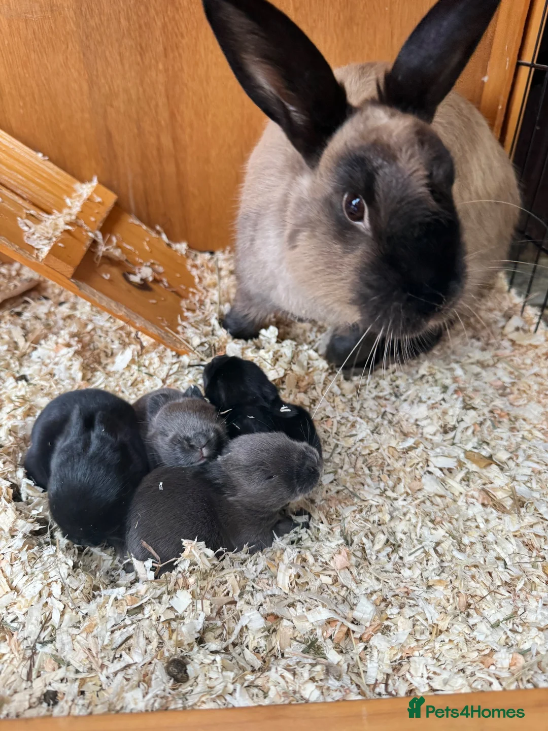 Mixed Breed rabbits for sale: Baby rabbits £50 for 2 in Leigh - Advert 8