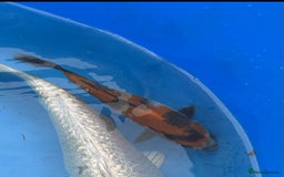 Koi Carp fish for sale: Koi for sale - Image 2