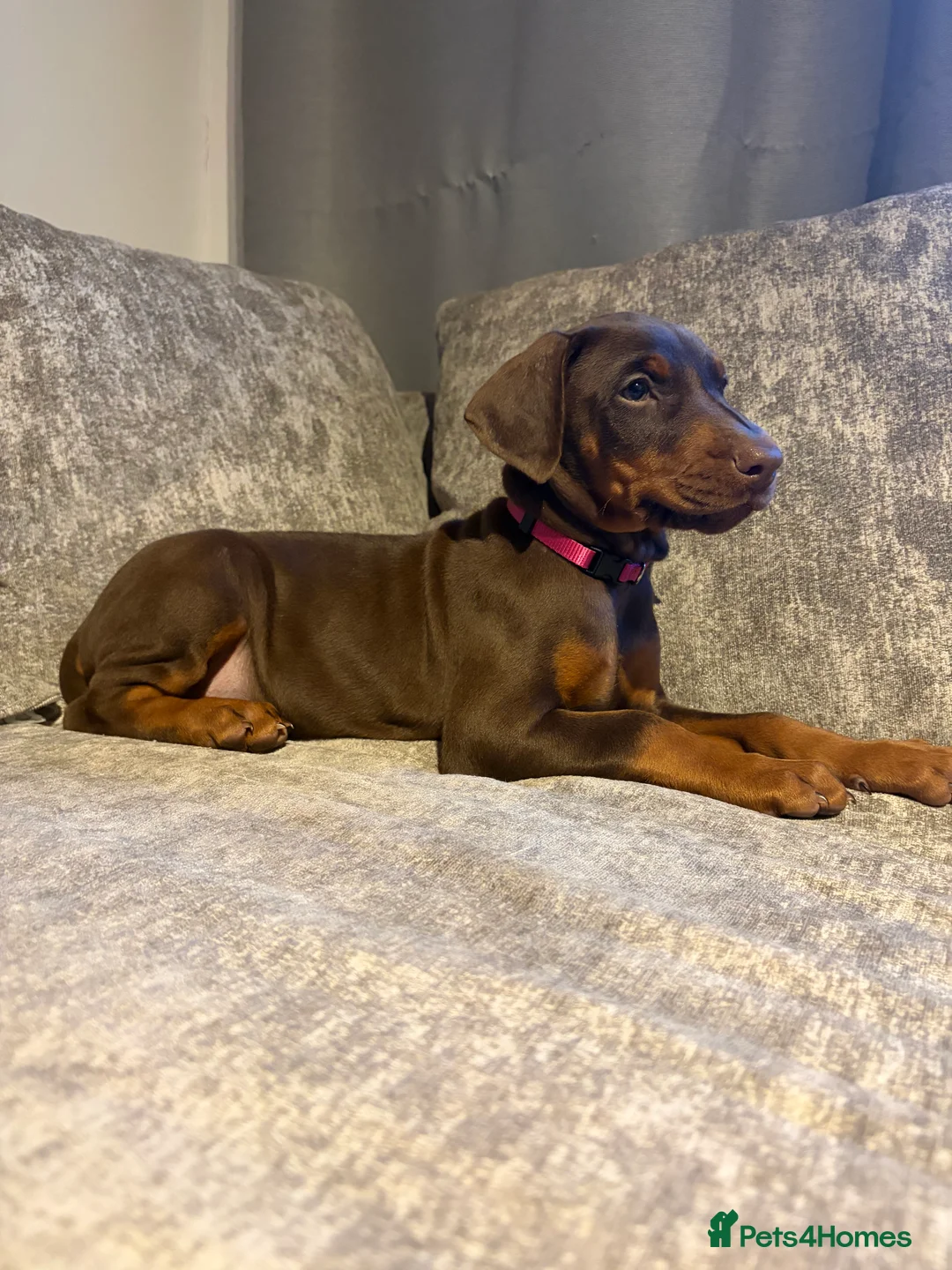 Dobermann dogs for sale: Doberman puppies  - Advert 12