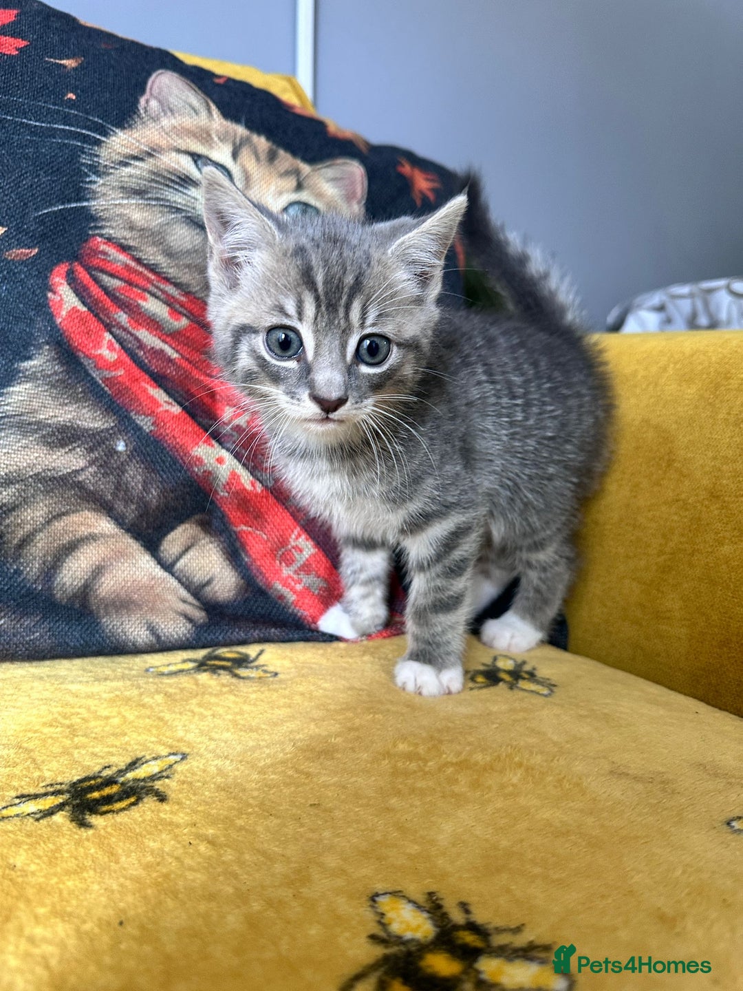 Mixed Breed cats for sale: Kittens for sale - Image 10