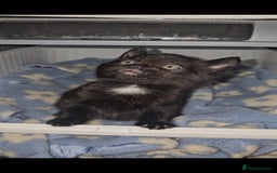 American Curl cats for sale: Amarican Curl Kitten  - Image 6