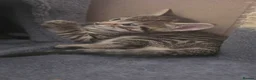 Mixed Breed cats for sale: Beautiful kittens  - Advert 38