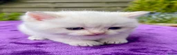 British Shorthair cats for sale: Golden, Golden Colourpoint & Silver Tipped - Advert 3
