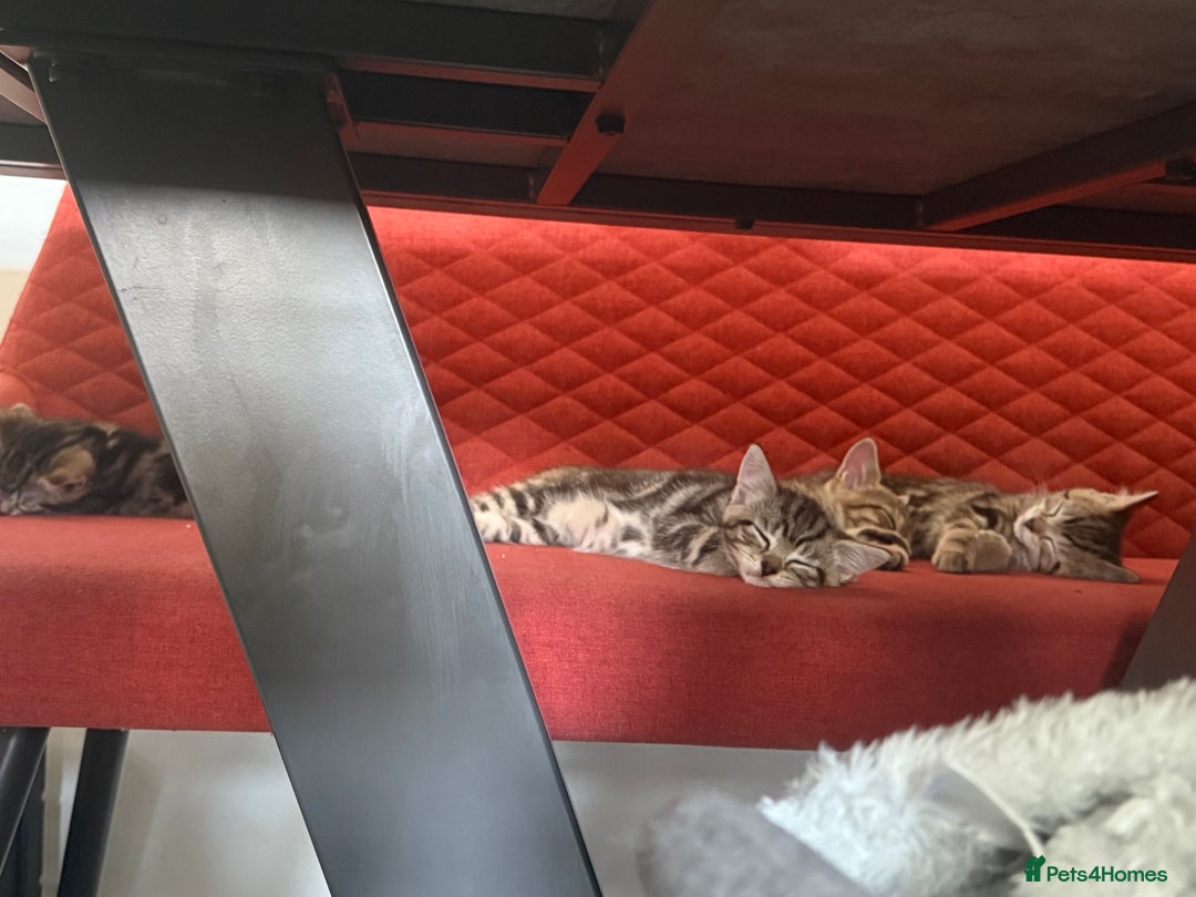 Mixed Breed cats for sale: British short hair/ragdoll mixed breed kittens  - Image 12