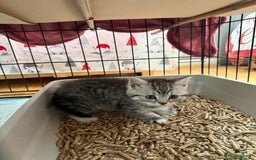 Scottish Fold cats for sale: 5 beautiful Scottish fold kittens  - Advert 9