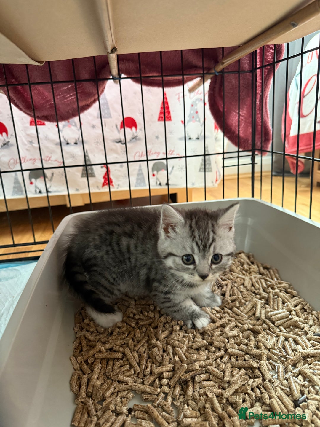 Scottish Fold cats for sale: 5 beautiful Scottish fold kittens  - Advert 9