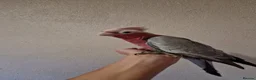 Cockatoo birds for sale: Hand reared baby Galah cockatoos DNA tested cages - Advert 7