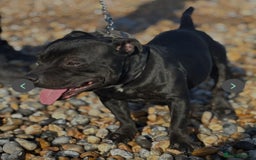 Staffordshire Bull Terrier dogs for stud: Black and blue studs - Image 4