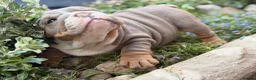 English Bulldog dogs for sale: Rare mini english bulldogs  - Advert 10