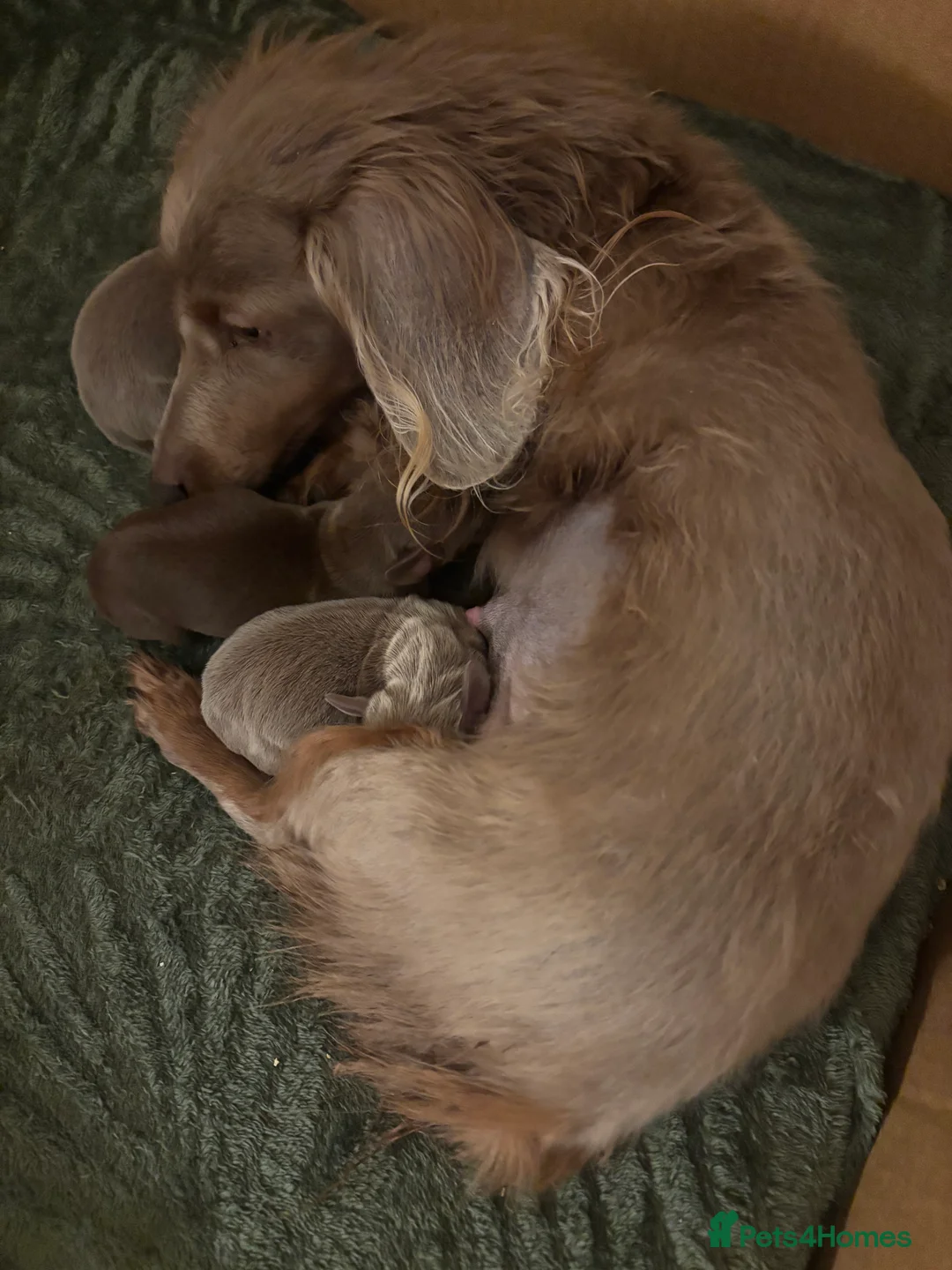 Dachshund dogs for sale: Two female identical twins and a male - Advert 2