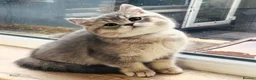 British Shorthair cats for sale: GCCF/TICA British Shorthair Kittens–Champion Lines - Advert 15