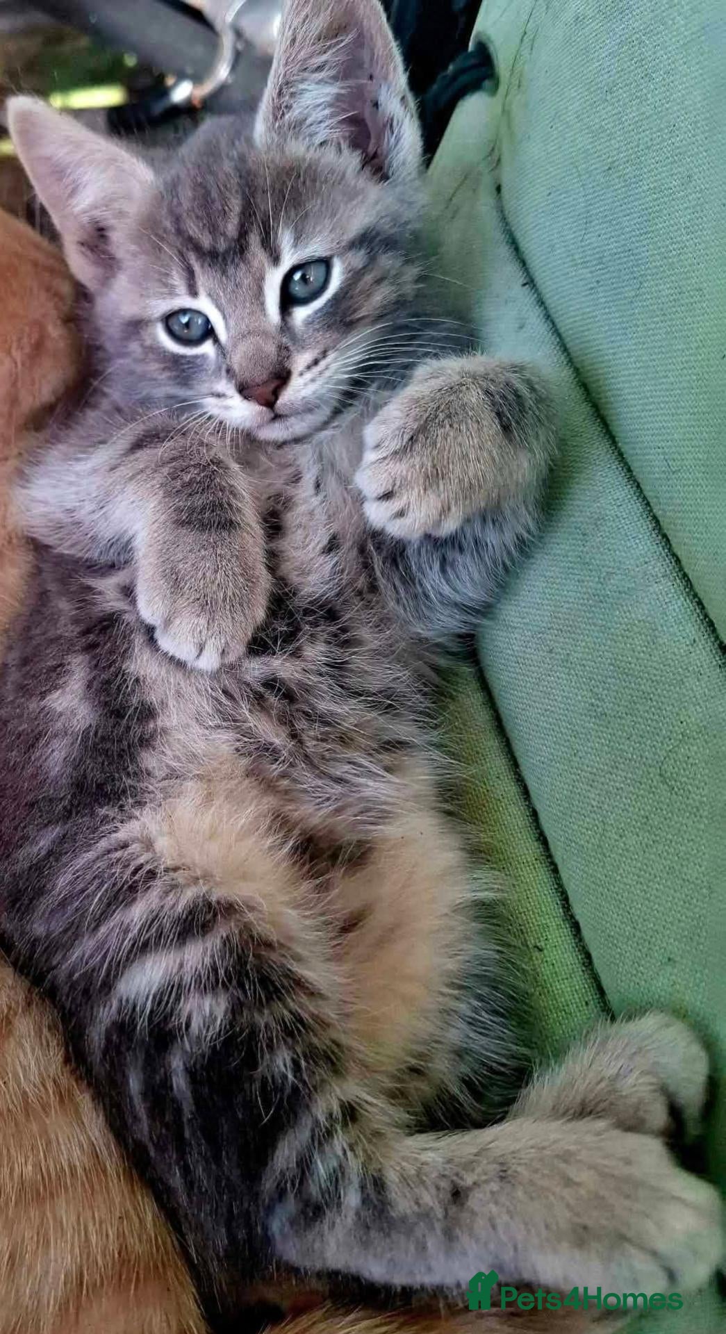 Mixed Breed cats Beautiful Kittens 😻 - Advert 2
