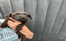 Patterdale Terrier dogs for sale: Patterdale pups  - Image 8