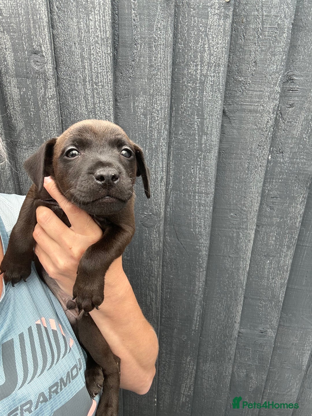 Patterdale Terrier dogs for sale: Patterdale pups  - Image 8