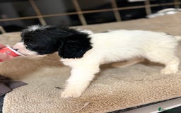 Cockapoo dogs for sale: 🍭stunning F1 cockerpoos🍭 in Spennymoor - Image 2