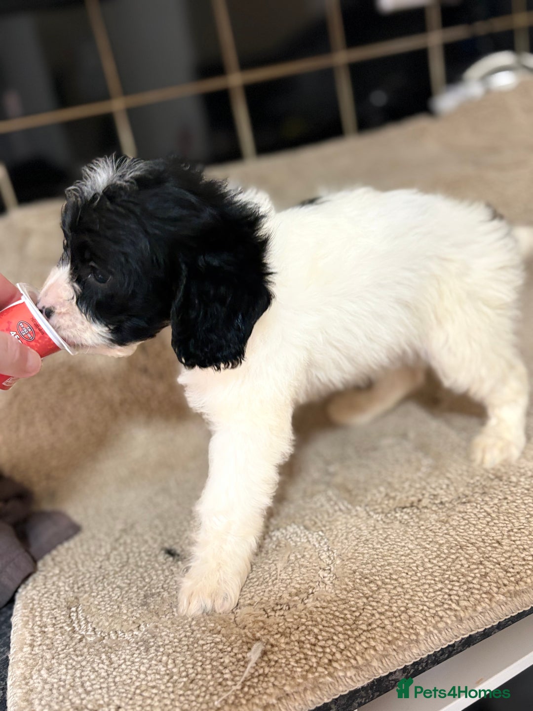Cockapoo dogs for sale: 🍭stunning F1 cockerpoos🍭 in Spennymoor - Image 2