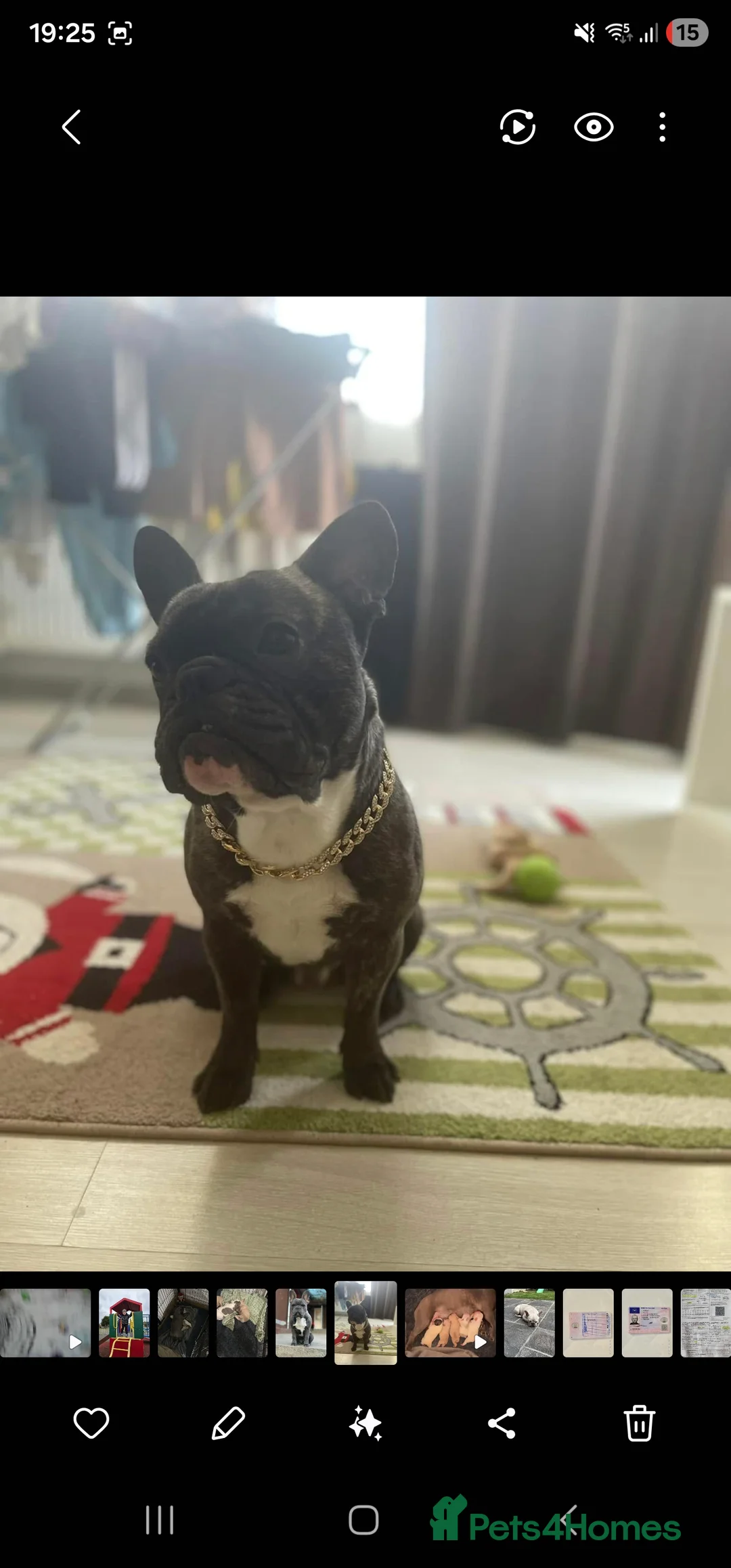 French Bulldog dogs for sale: French Bulldog for sale - Advert 3