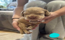 Cocker Spaniel dogs for sale: Working Cocker Spaniel Pups parents DNA tested - Image 27