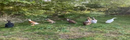 Ducks poultry for sale: Pure Indian Runner Ducklings + Fertile Eggs - Advert 7