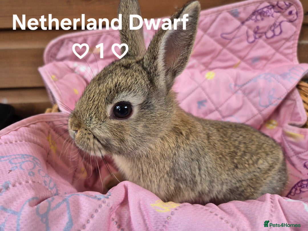Netherland Dwarf rabbits for sale: Netherland and Mini Lion Lops - Image 4