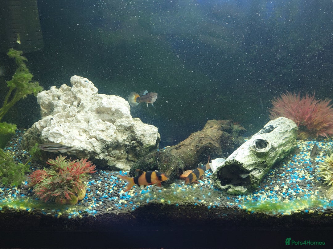 Other/Mixed Breed fish for sale: 2 fish tank with every thing inside - Image 2
