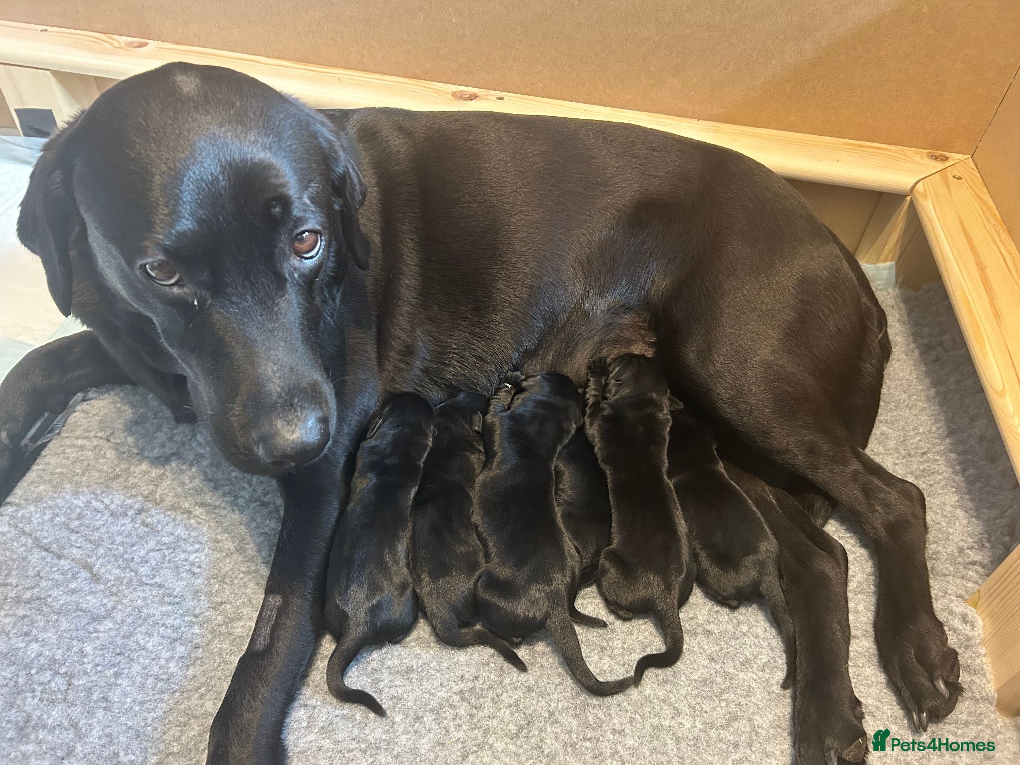 Labrador Retriever dogs for sale: Beautiful Labrador Puppies - One girl available - Advert 1