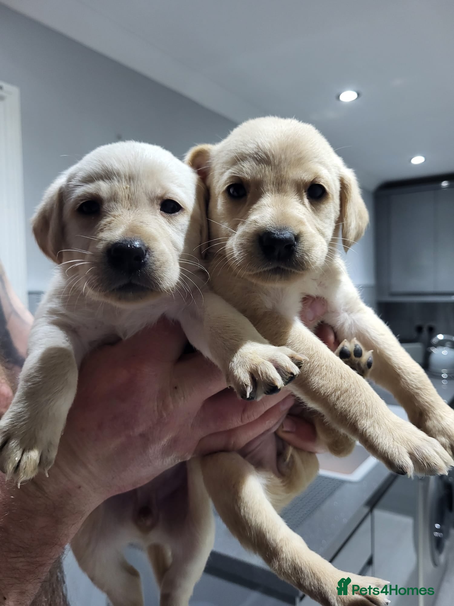 Labrador Retriever dogs Labrador puppies  - Advert 17