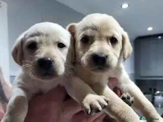 Labrador Retriever dogs Labrador puppies - Advert 17