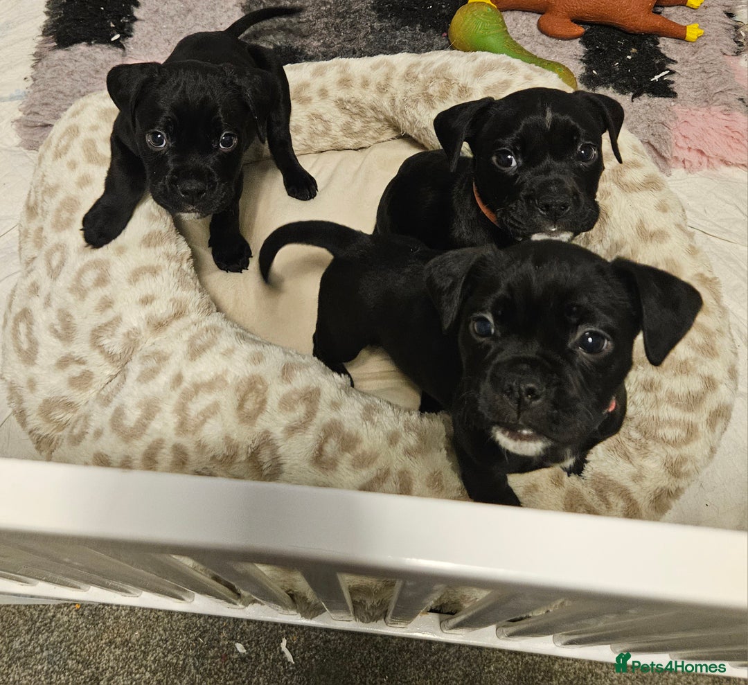 Mixed Breed dogs for sale: Staffy/English Bulldog puppies - Advert 1