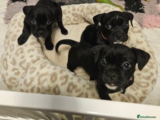 Mixed Breed dogs Staffy/English Bulldog puppies - Advert 7